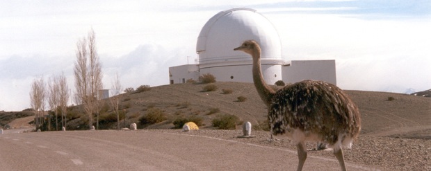 La imagen corresponde a un suri cordillerano o ñandú petiso, en primer plano, en uno de los caminos de acceso al CASLEO. Al fondo se observa la cúpula del telescopio 2.15cm "Jorge Sahade".